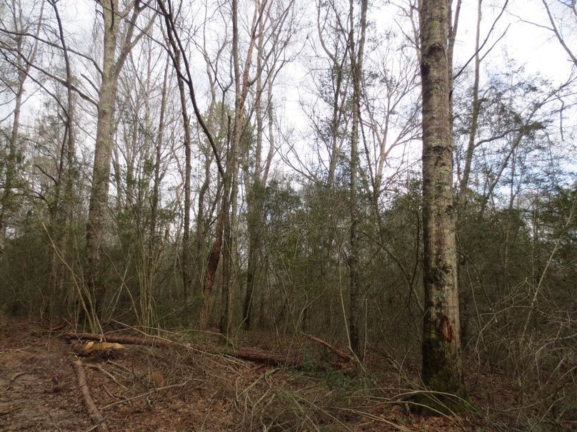 39ECEB7C-1554-4CFD-A64D-3E8C5629D0E6_1_105_c