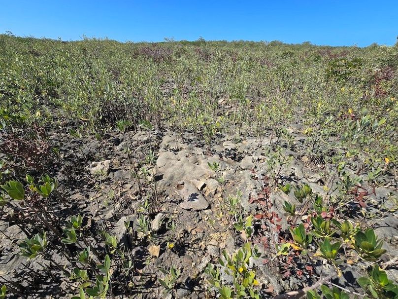 17.17ac, Citrus, Josiah Ronco51