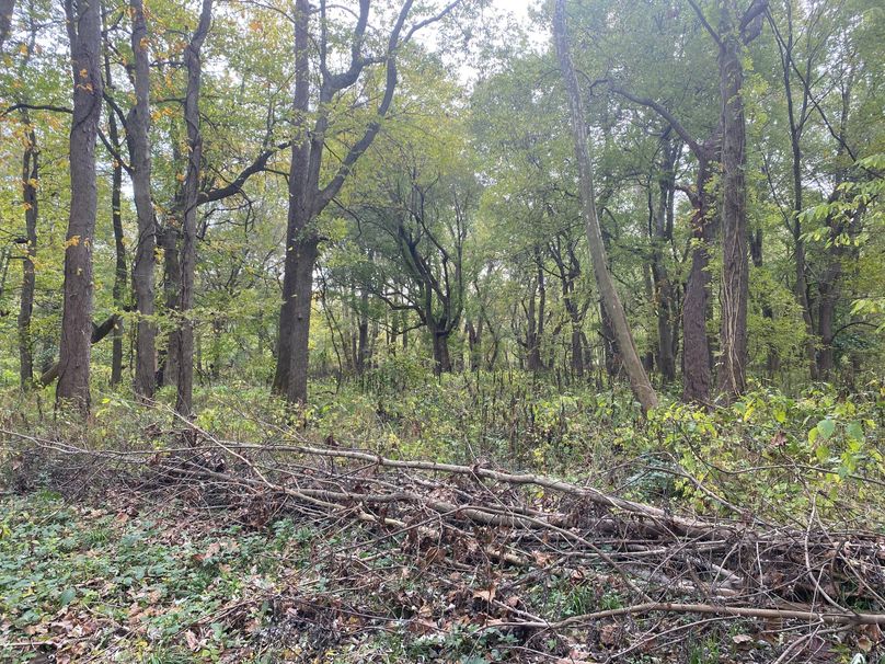 pics from late 2021 and early 2022. New plots being planted in Aug 2023 for new pics (65)