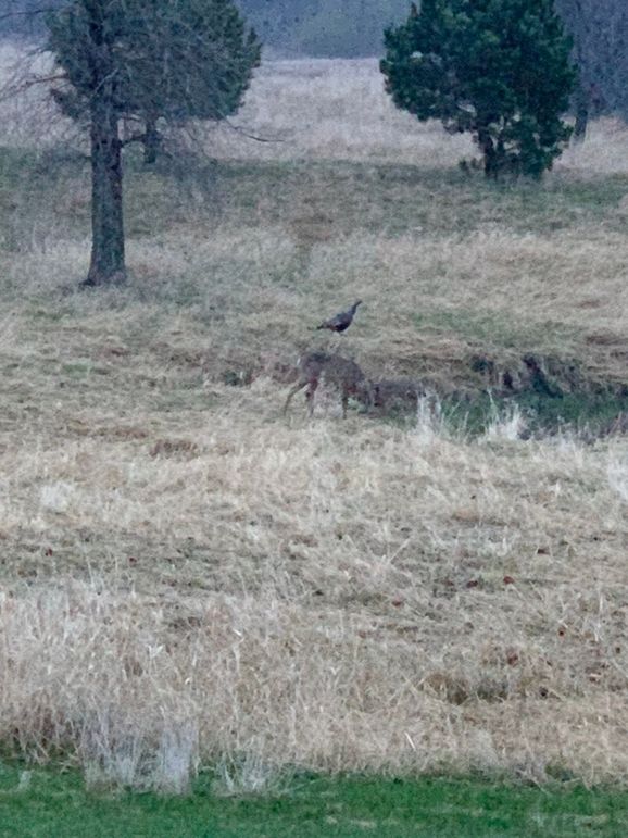 Deer and tyrkey by pond