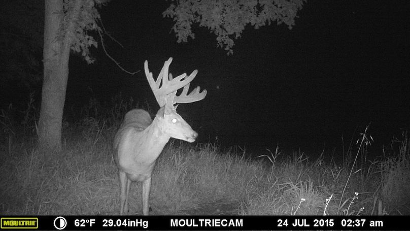 Deer Cam Pic 041