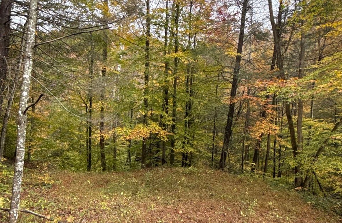 004 Flat Area for possible building for food plot-2