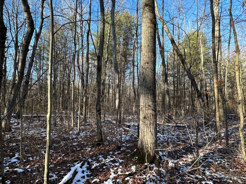 Acreage Near Multiple State Forests Whitetail Properties