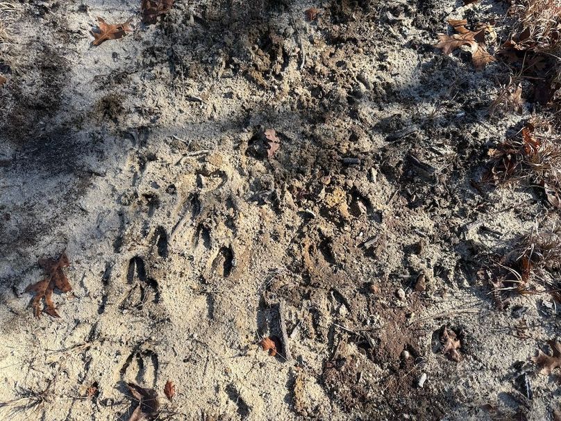 8 - deer tracks