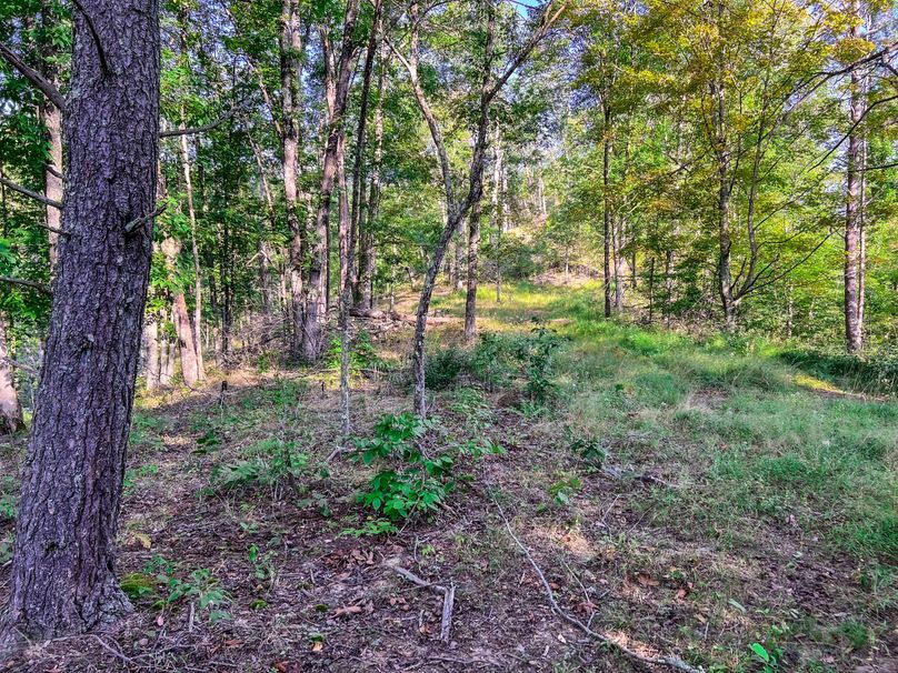 Calhoun, WV 101.8 AC Holly -22