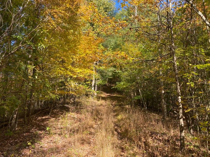 008 one of the nice ATV trails leading towards the ridge