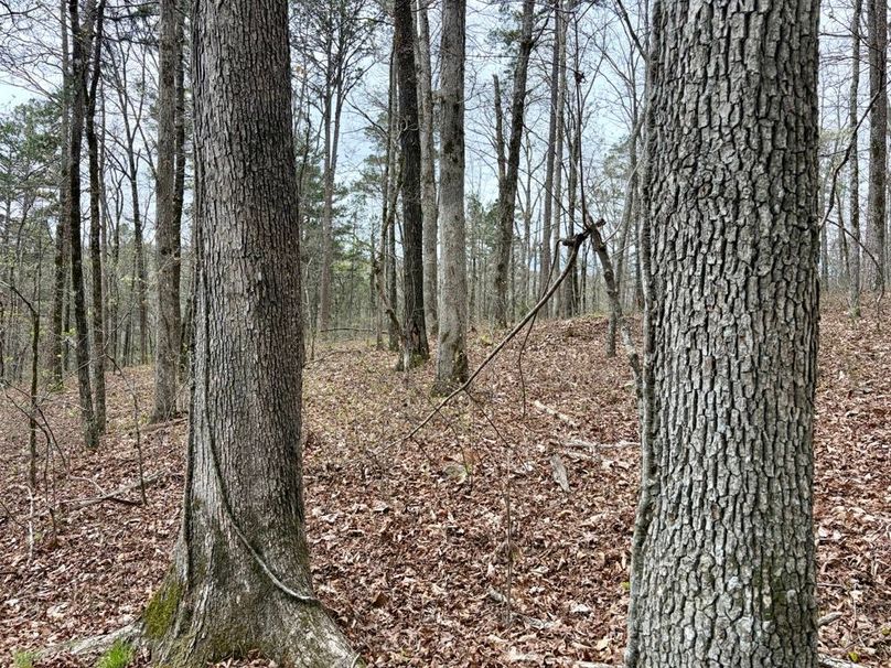 635833DB-1E8E-442F-A2CC-580AC020EDBD_1_201_a