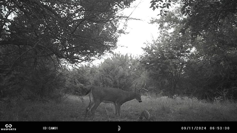 Trail Cam 10