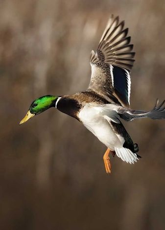 Waterfowl properties for sale