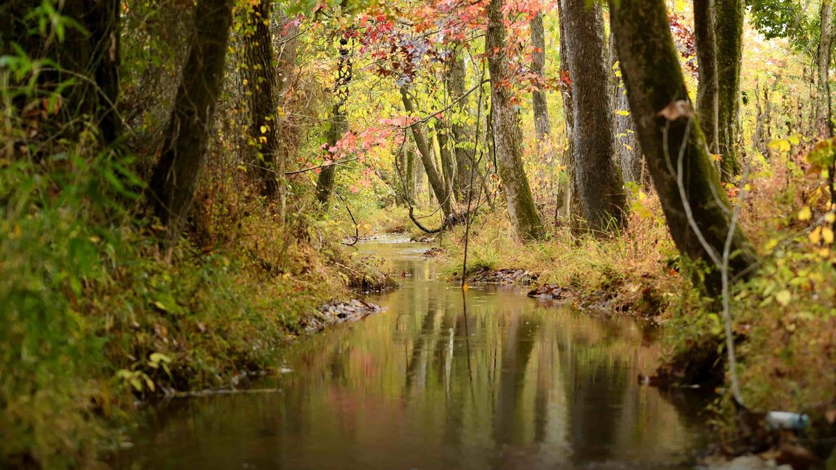 Land for Sale in Alabama | Whitetail Properties