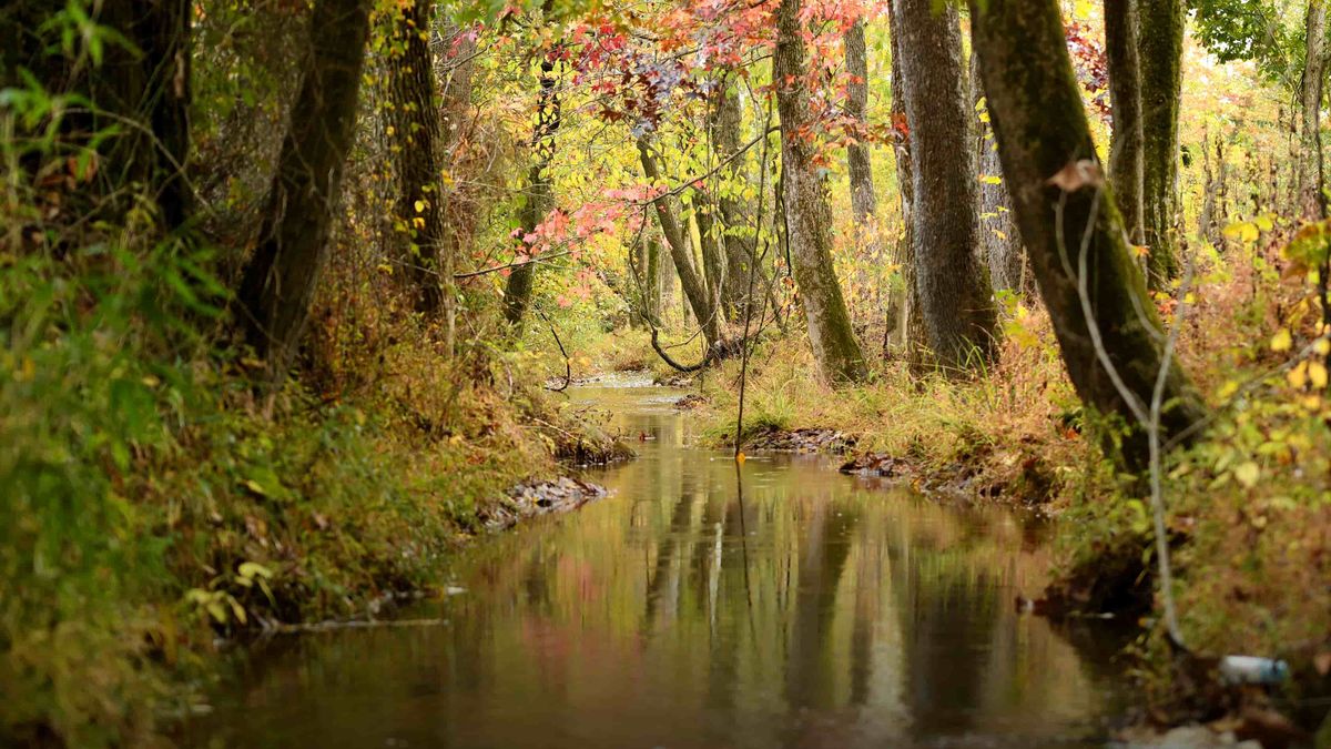 International paper hunting land for lease in alabama