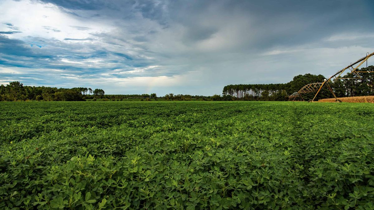 Land for Sale in Georgia | Whitetail Properties