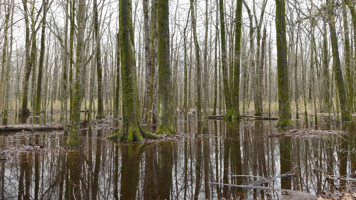 Louisiana Land for Sale Whitetail Properties