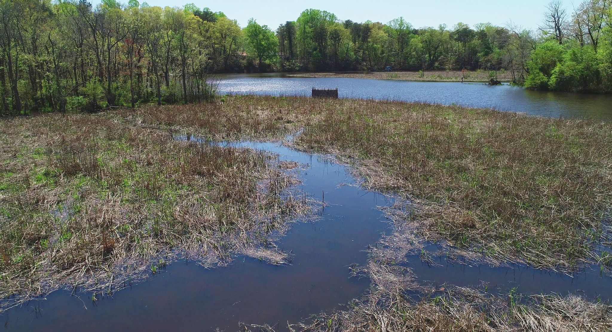 How to hunt swamp rabbits in Louisiana's coastal marshes