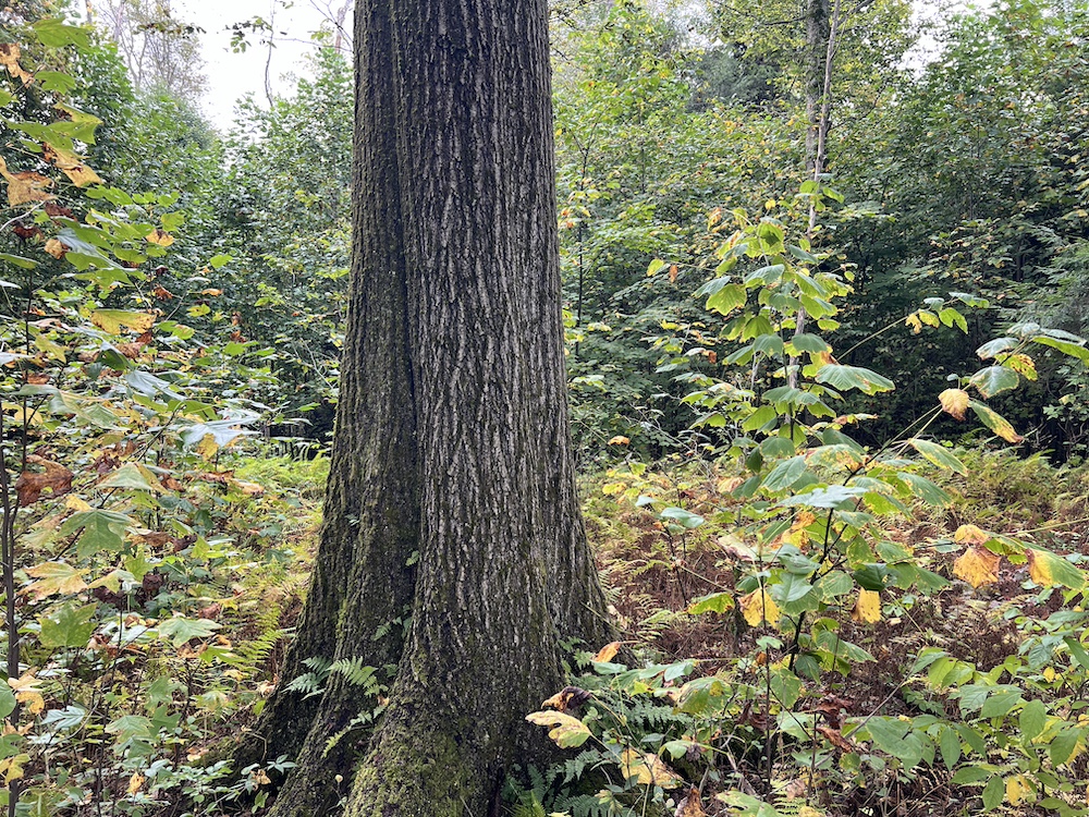 Land for Sale 00 Coon Road, LotWP002, Spartansburg, PA 16434 50 acres