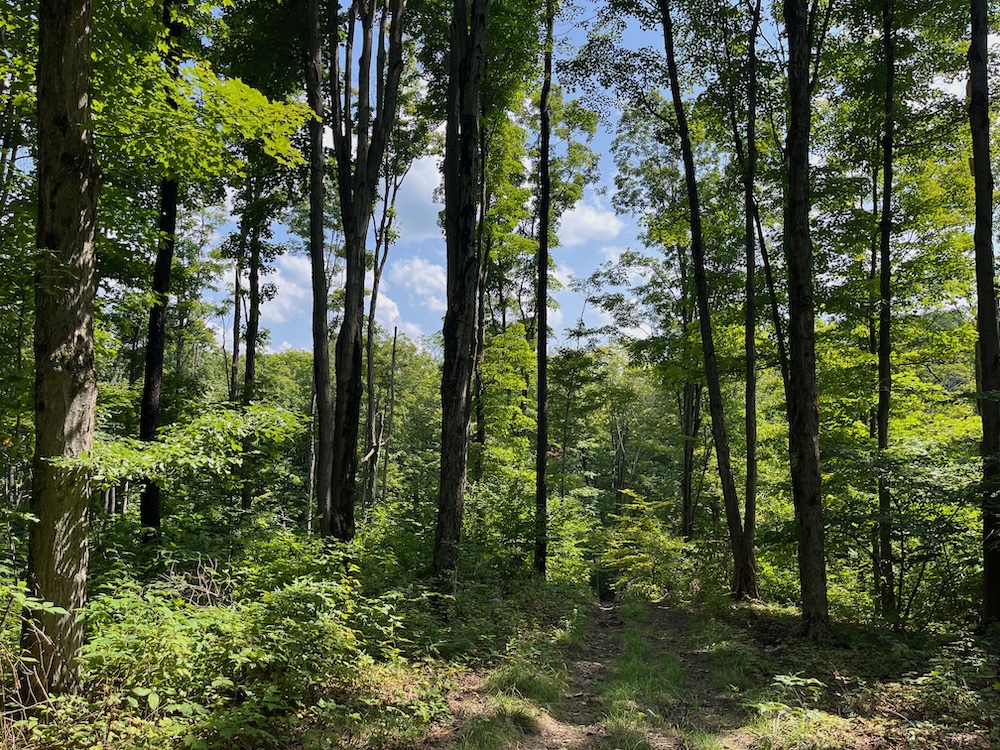 Land for Sale VL Snyder Hill Road, LotWP001, Cattaraugus, NY 14719