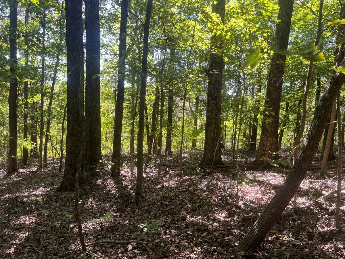 Land for Sale Highway 69, LotWP002, Centertown, KY 42328 56 acres