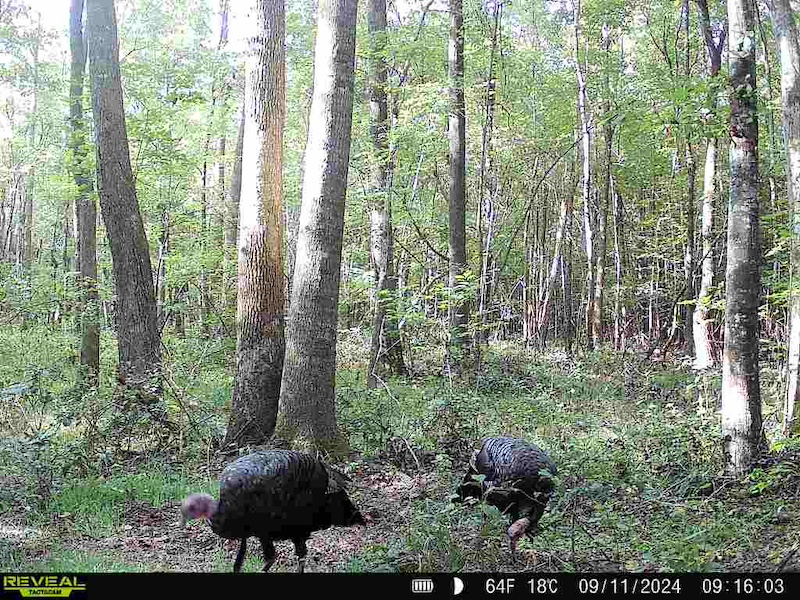 Land for Sale Off Red Oak Road, LotWP001, Rocky Mount, NC 27804 47