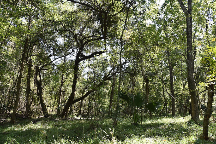 Land for Sale Se 24 Th Ave, Hawthorne, FL 32640 58 acres