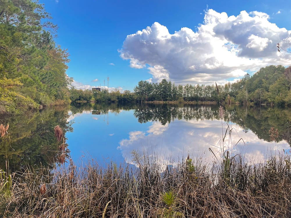 Land for Sale TBD Old Race Track Rd LotWP001, Dillon, SC 29536 7.7