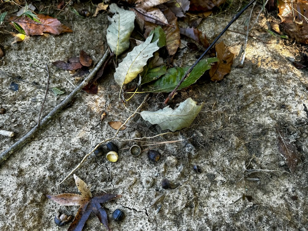 Land for Sale N of Rochelle, LotWP001, Jackson, TN 38301 200 acres