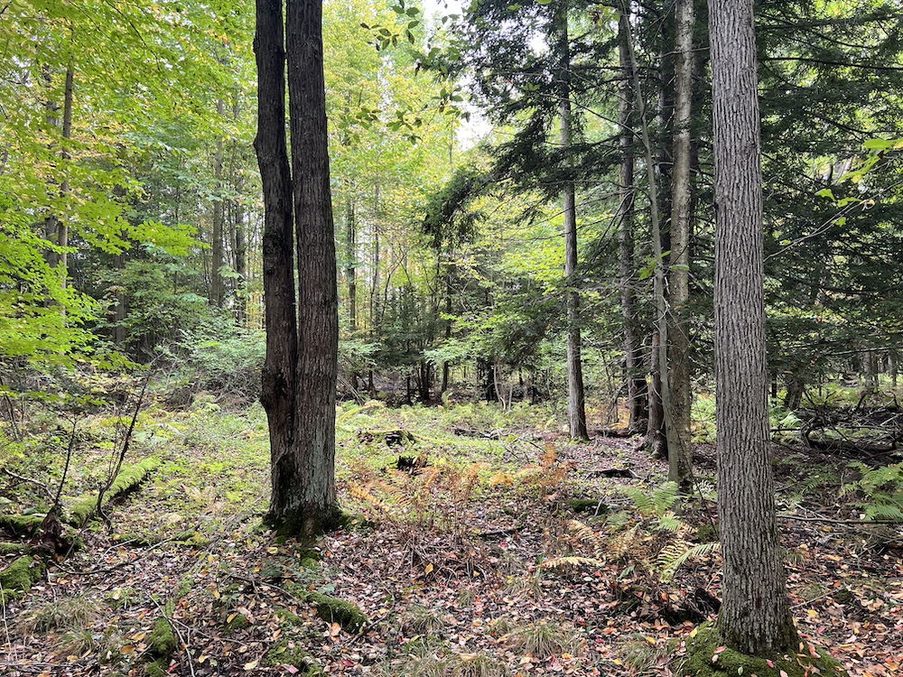 Land for Sale 0 Fairview Road, LotWP001, Spartansburg, PA 16434 27