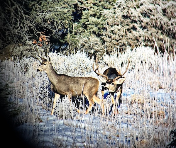 Land for Sale Highway 595, Lindrith, NM 87029 3301.13 acres