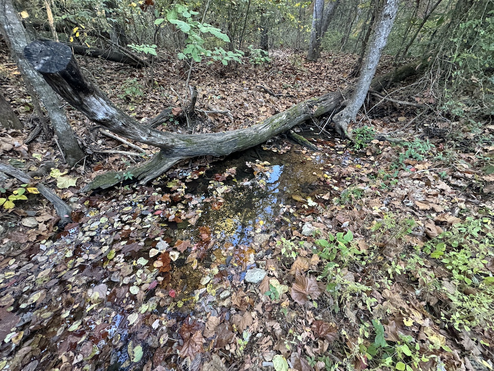 Land for Sale 000 County Road 326 LotWP001, Dora, MO 65637 40.17 acres