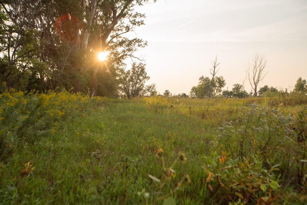 Land for Sale TBD 221st Street S, LotWP001, Pacific Junction, IA 51561 40 acres